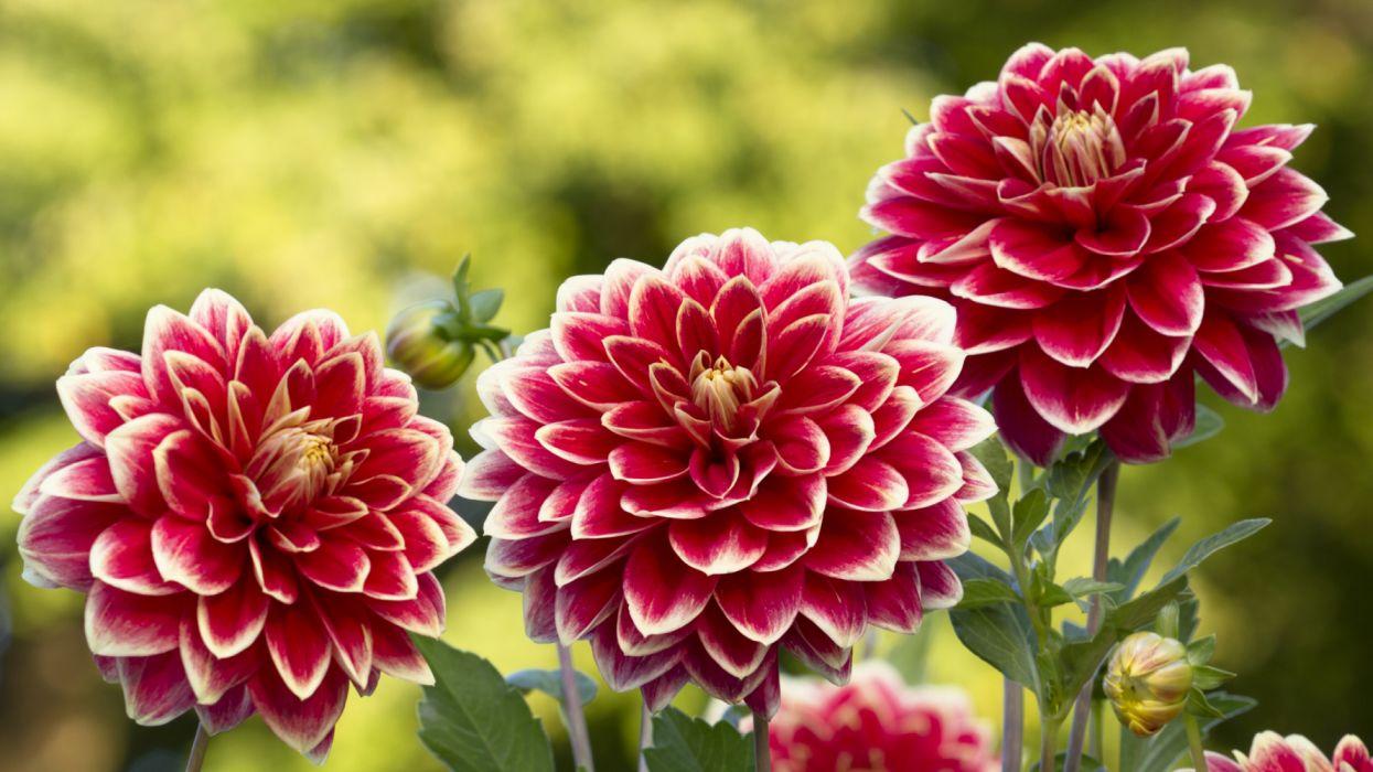 1245x700 Dahlia Flower Nature Pink Flower wallpaperx2160