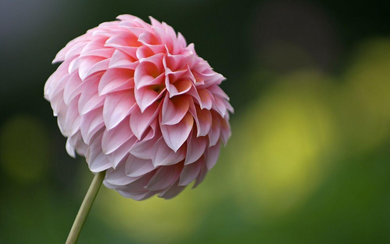 1280x800 Dahlia Wallpaper. Dahlia Flower