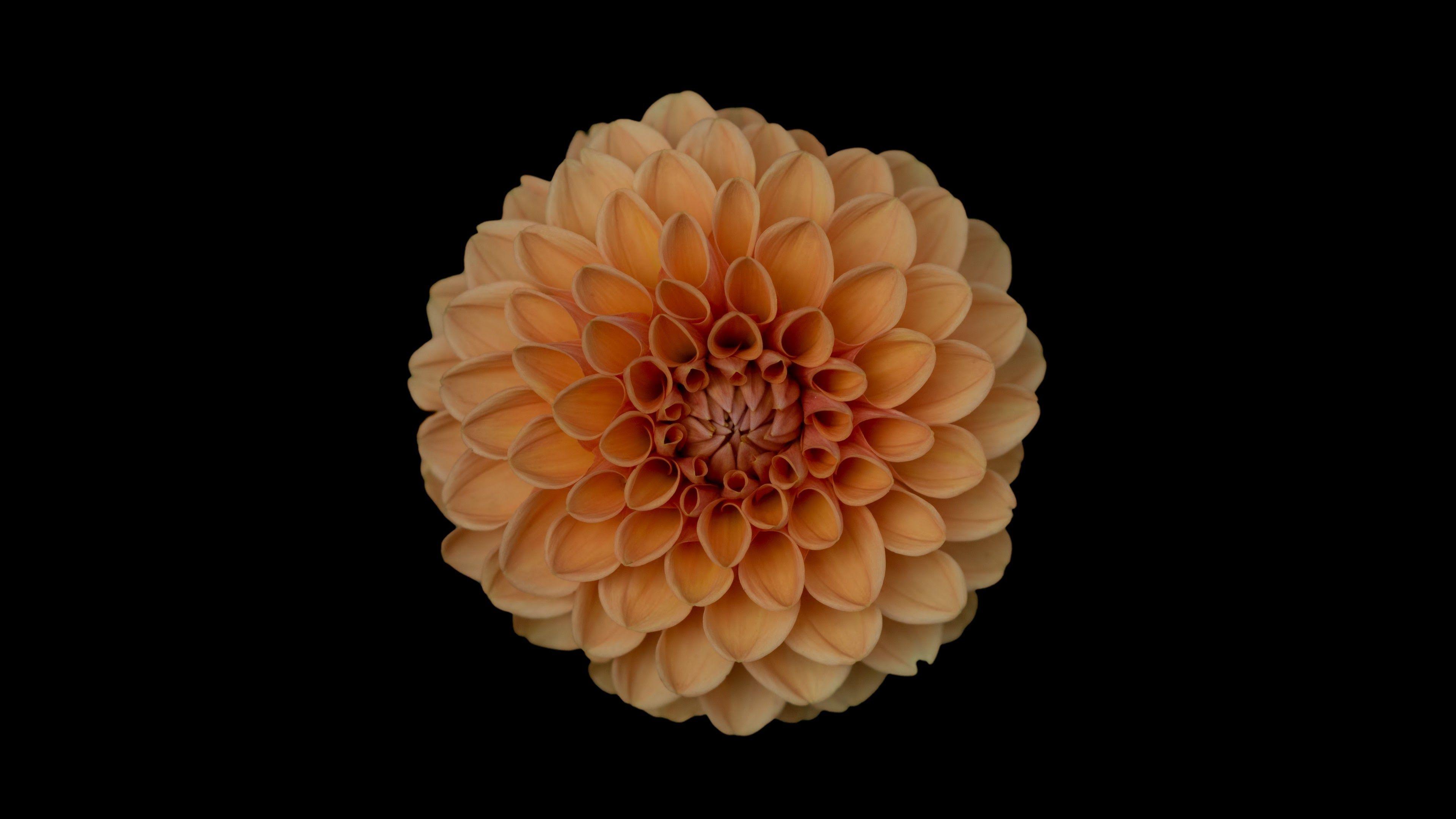 3840x2160 Orange Dahlia Flower, HD Flowers, 4k Wallpaper, Image