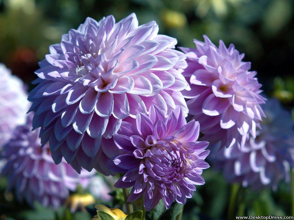 1024x768 Free download Desktop Wallpaper Flowers Background Purple Dahlia