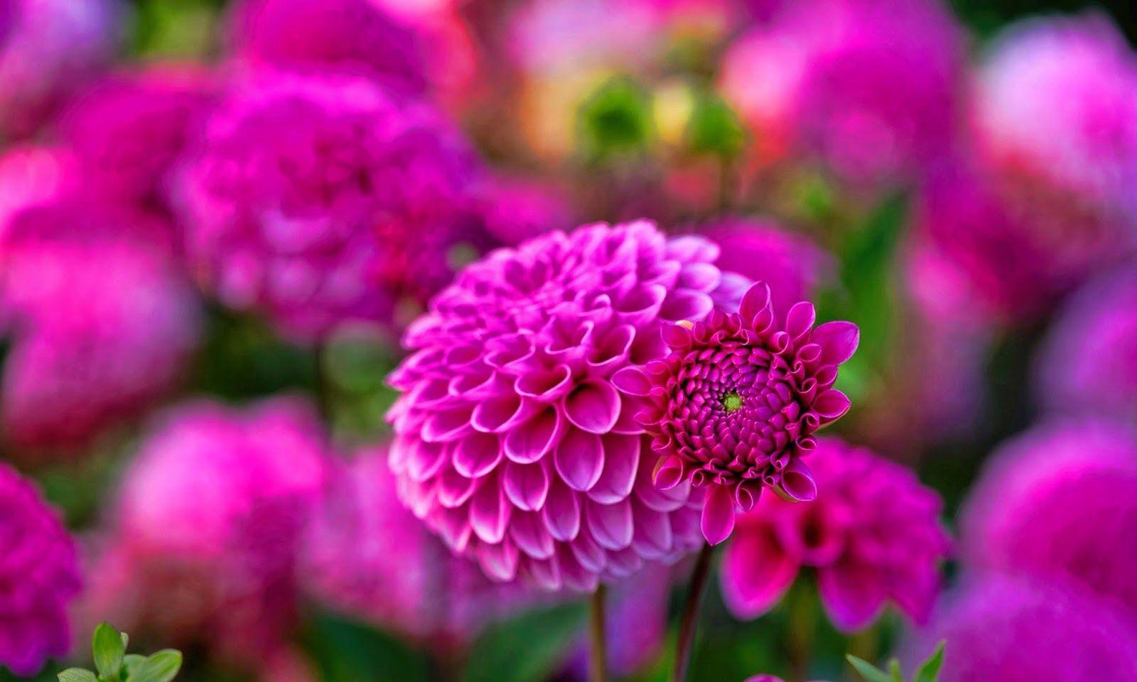 1600x960 Dahlia Flower HD Wallpaper