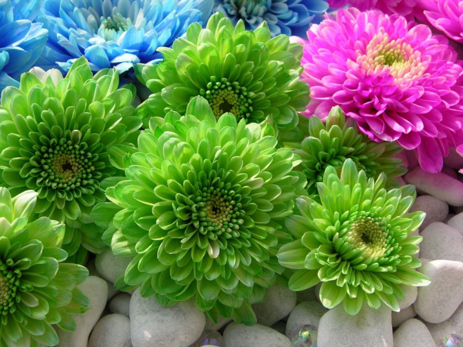 1600x1200 Different Colored Dahlia Flower. HD Flowers Wallpaper for Mobile