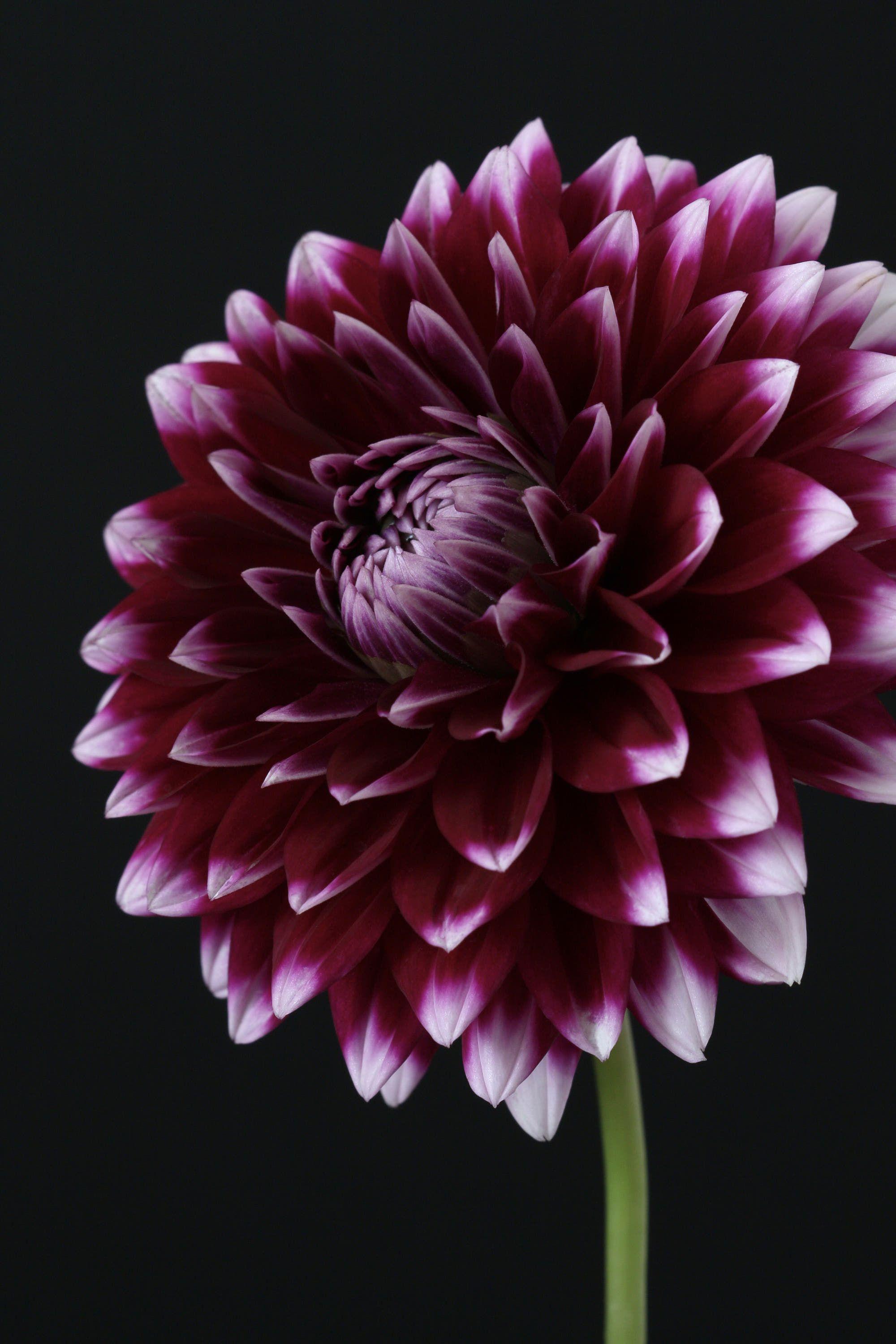 2000x3000 Pelargonium and others. Flower phone