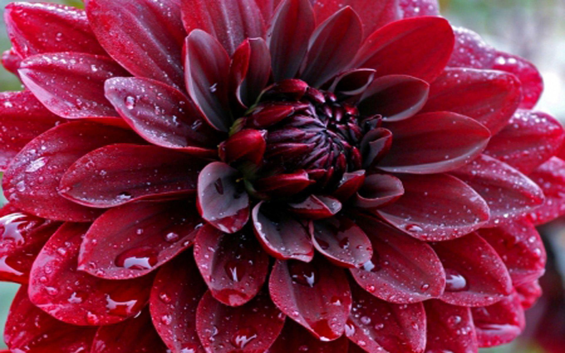 Dahlia Flower Wallpapers - Top Free Dahlia Flower Backgrounds