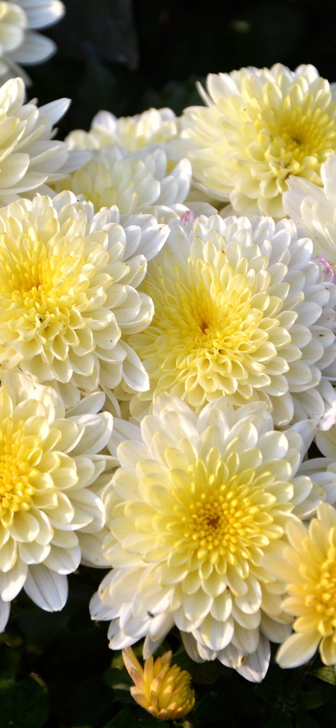 1125x2436 Download 1125x2436 wallpaper bunch, dahlia, flowers, white