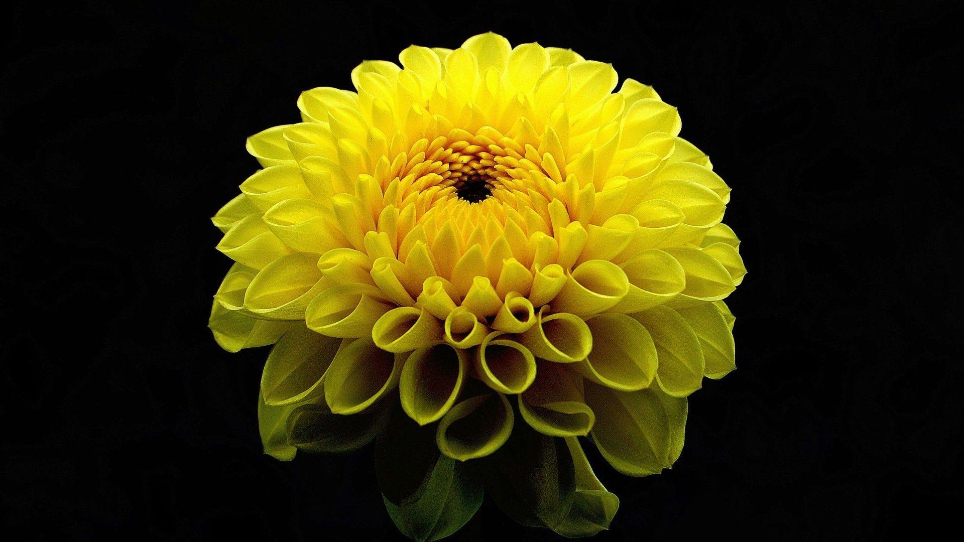 1920x1080 Yellow Dahlia Flower