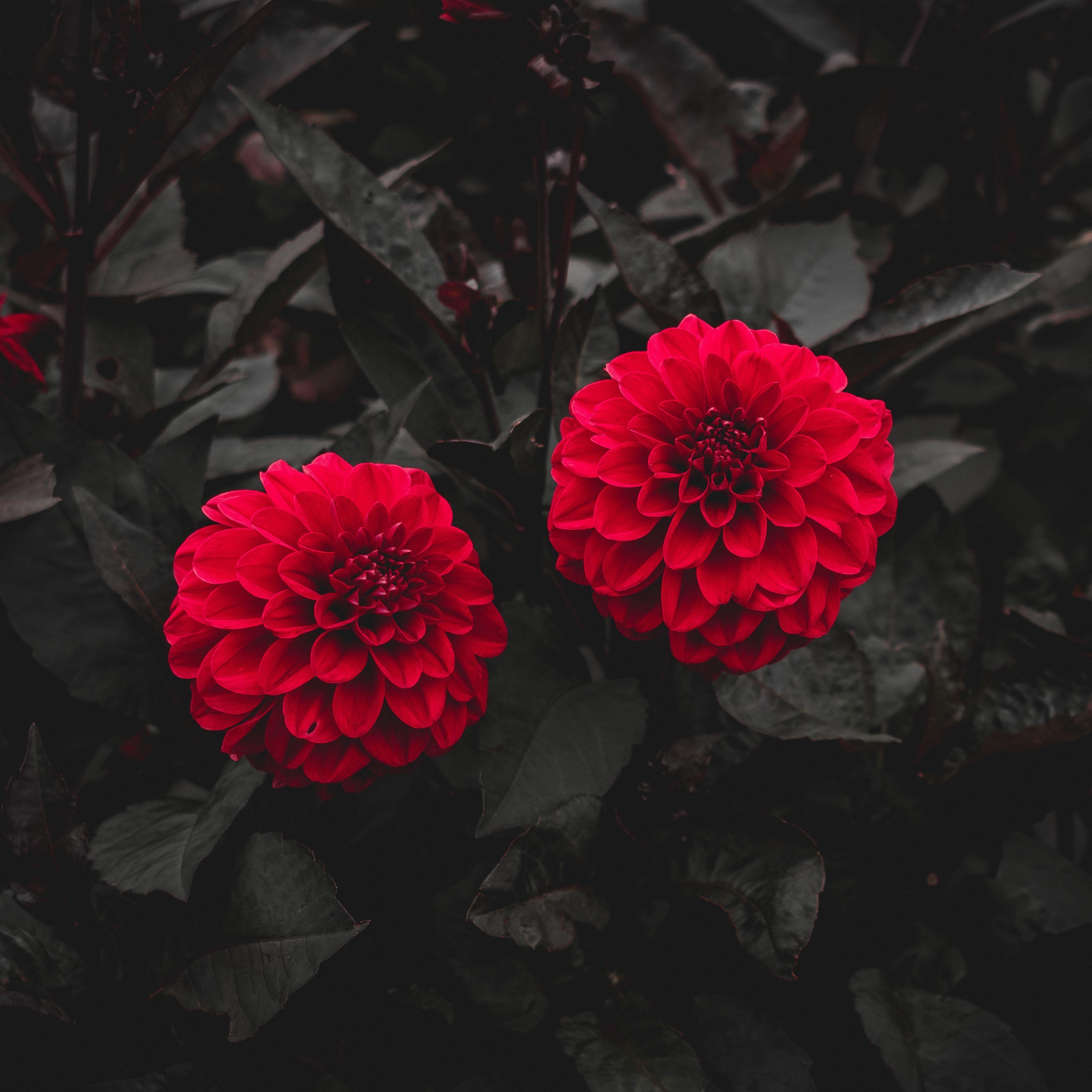 3415x3415 Download wallpaper 3415x3415 dahlia, buds, red, bush, leaves