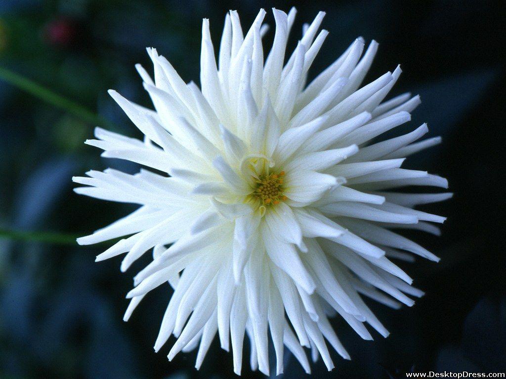 1024x768 Desktop Wallpaper Flowers Background White Dahlia Flower