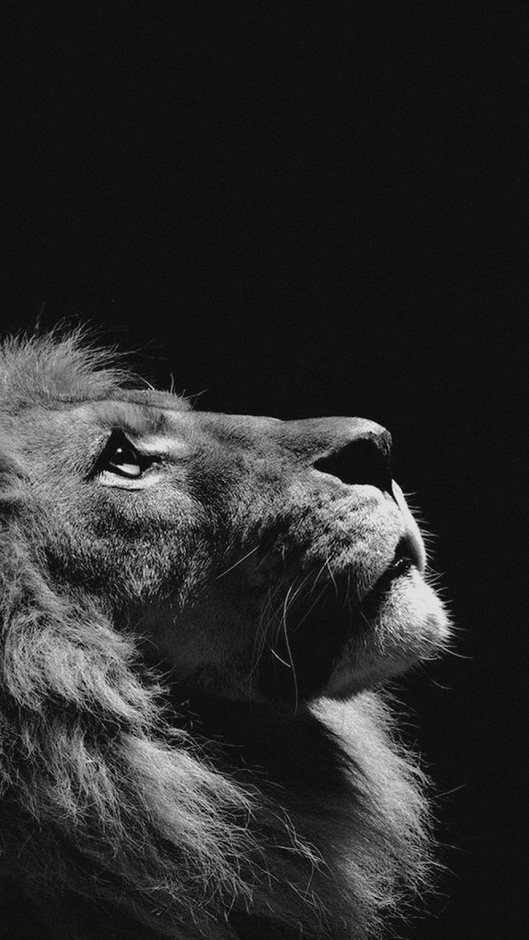 1080x1920 Lion iPhone Wallpaper