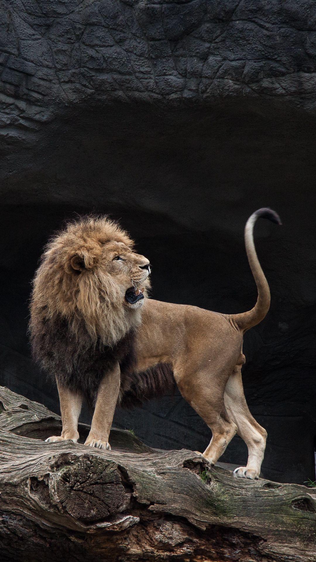 1080x1920 lion predator stones Wallpaper. Lion