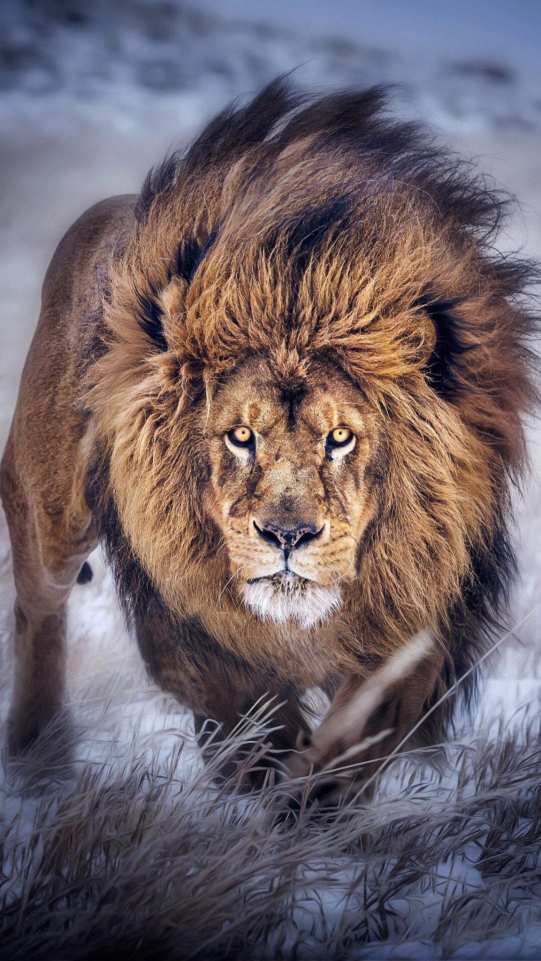 Cool Lion iPhone Wallpapers - Top Free Cool Lion iPhone Backgrounds ...