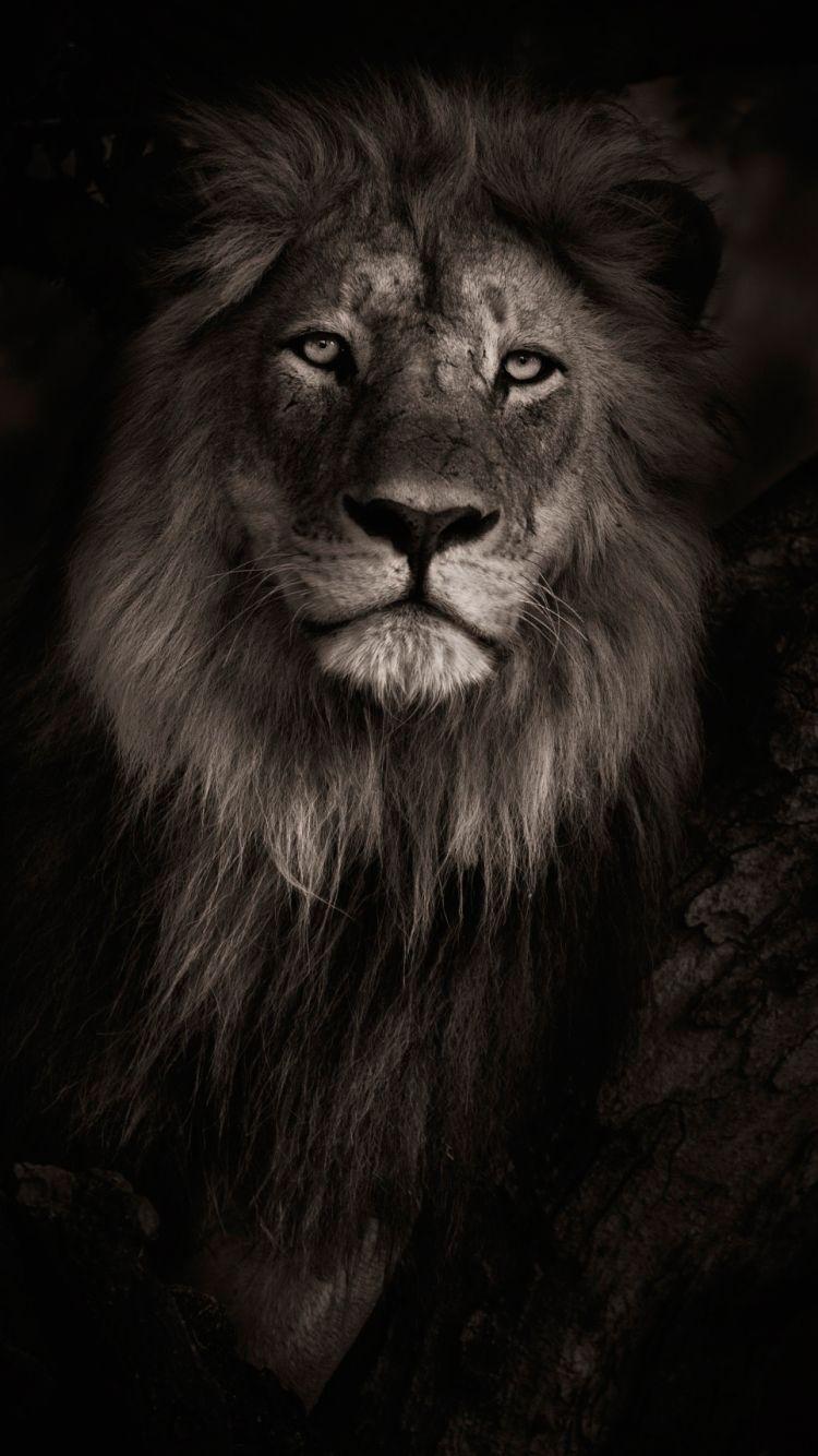 750x1334 Lion IPhone 5 Wallpaper. My Sims 3 Downloads