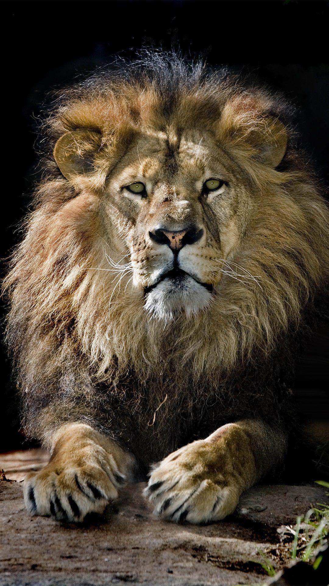 1080x1920 Lion Wallpaper Android Free HD Wallpaper