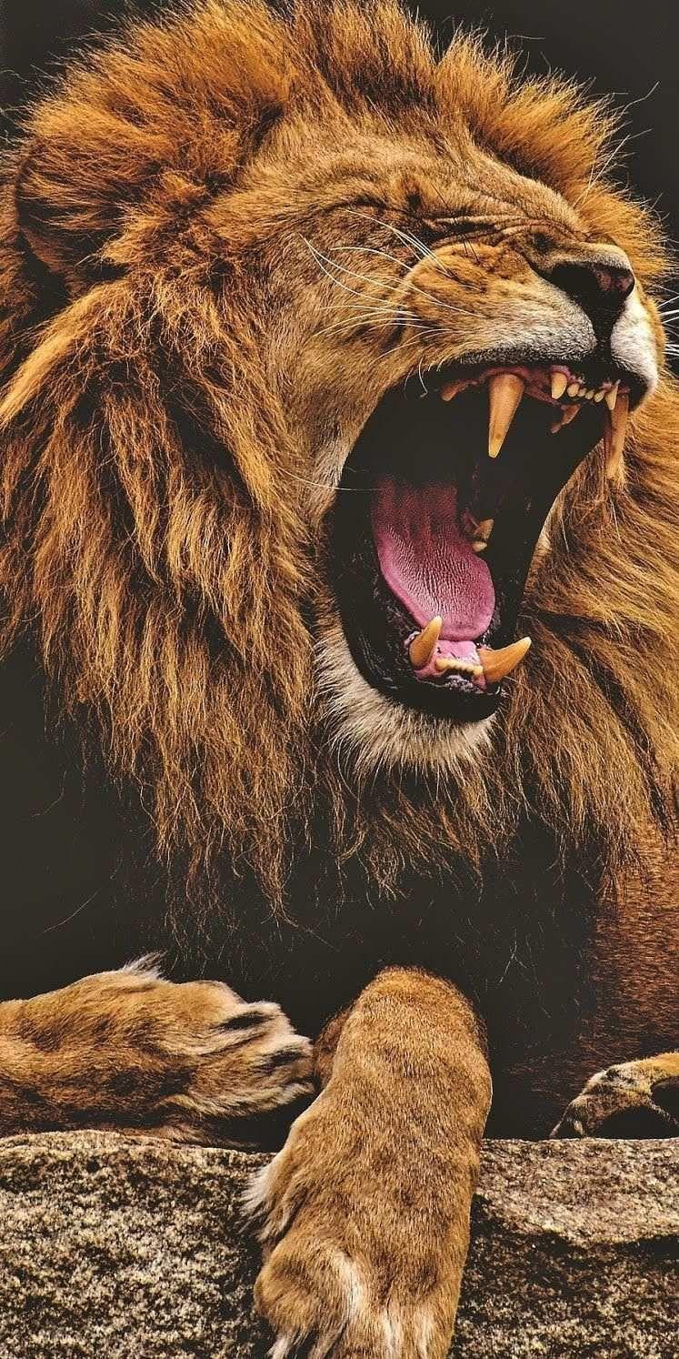 747x1494 Lion Roaring iPhone Wallpaper 4K. Lion