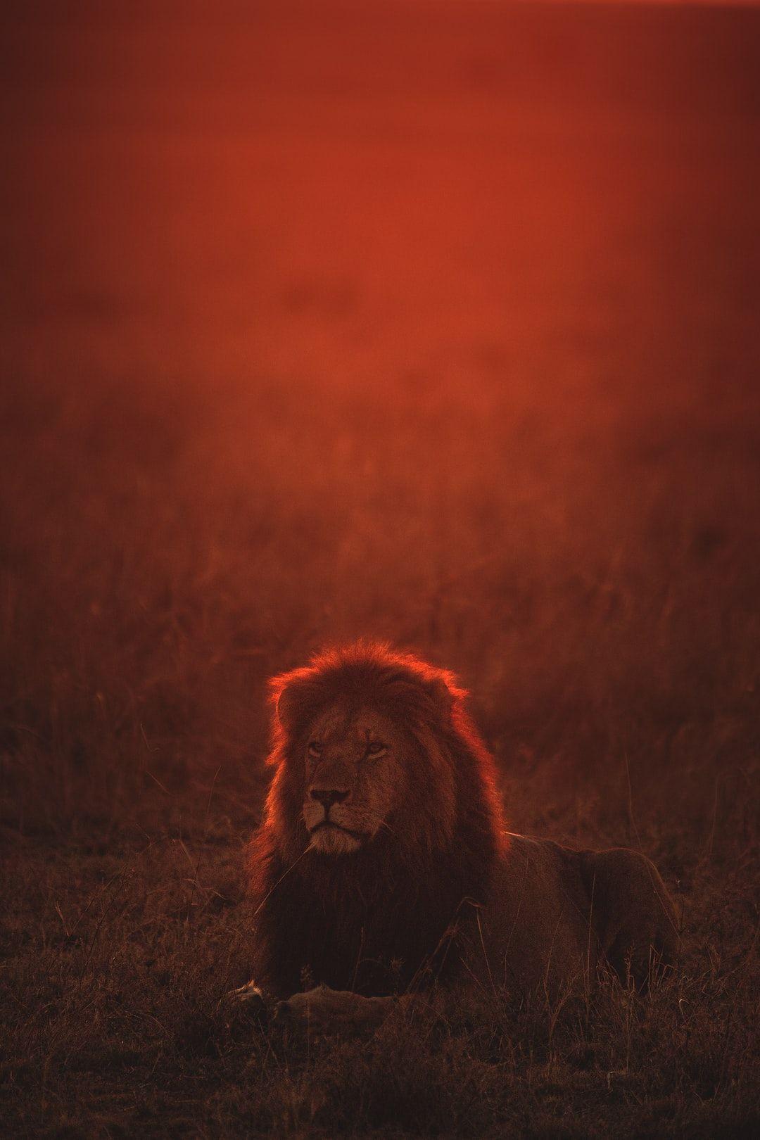 1080x1620 iPhone XS Max Wallpaper: Free HD Download [HQ]