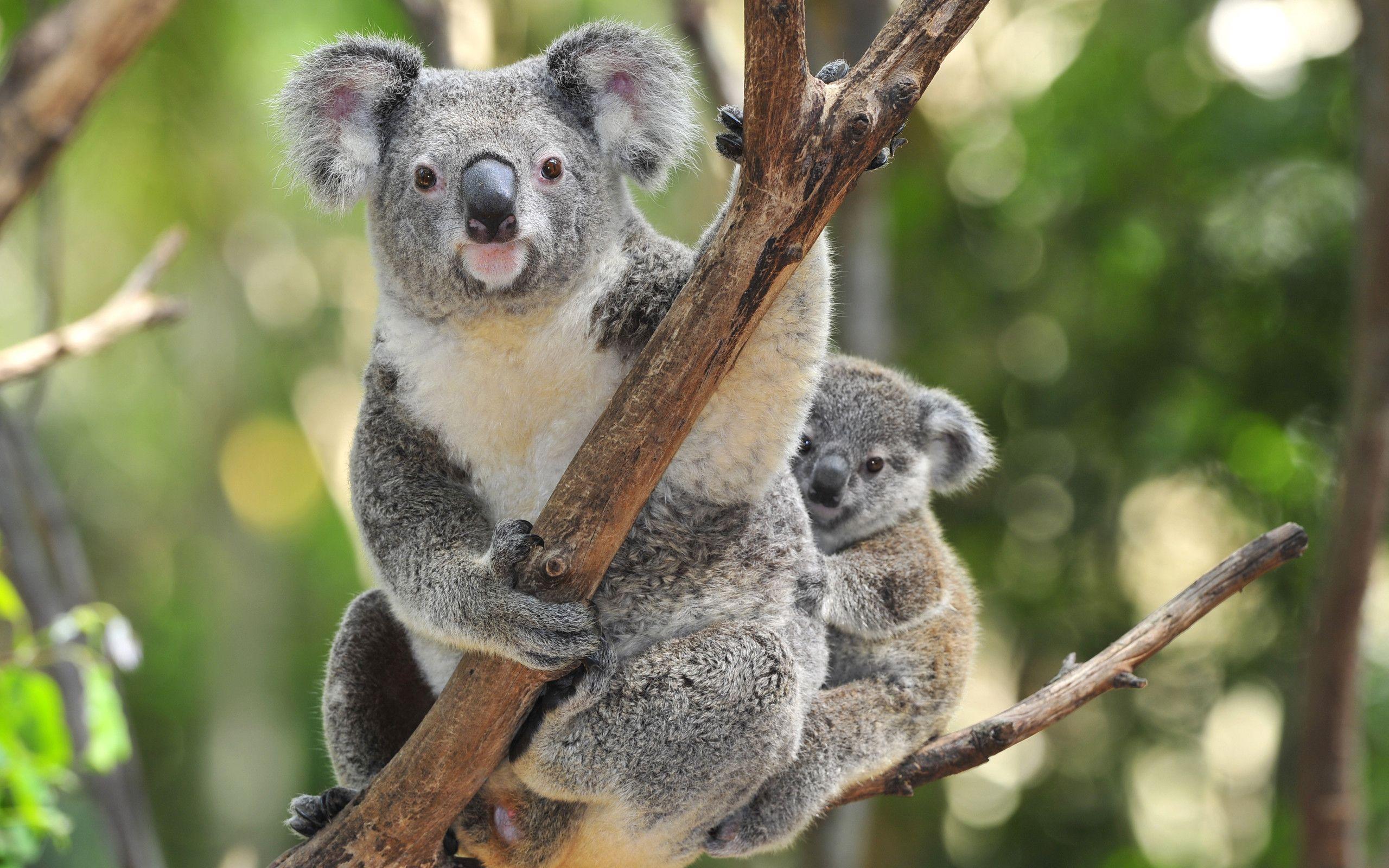 2560x1600 Koala Bear Wallpaper