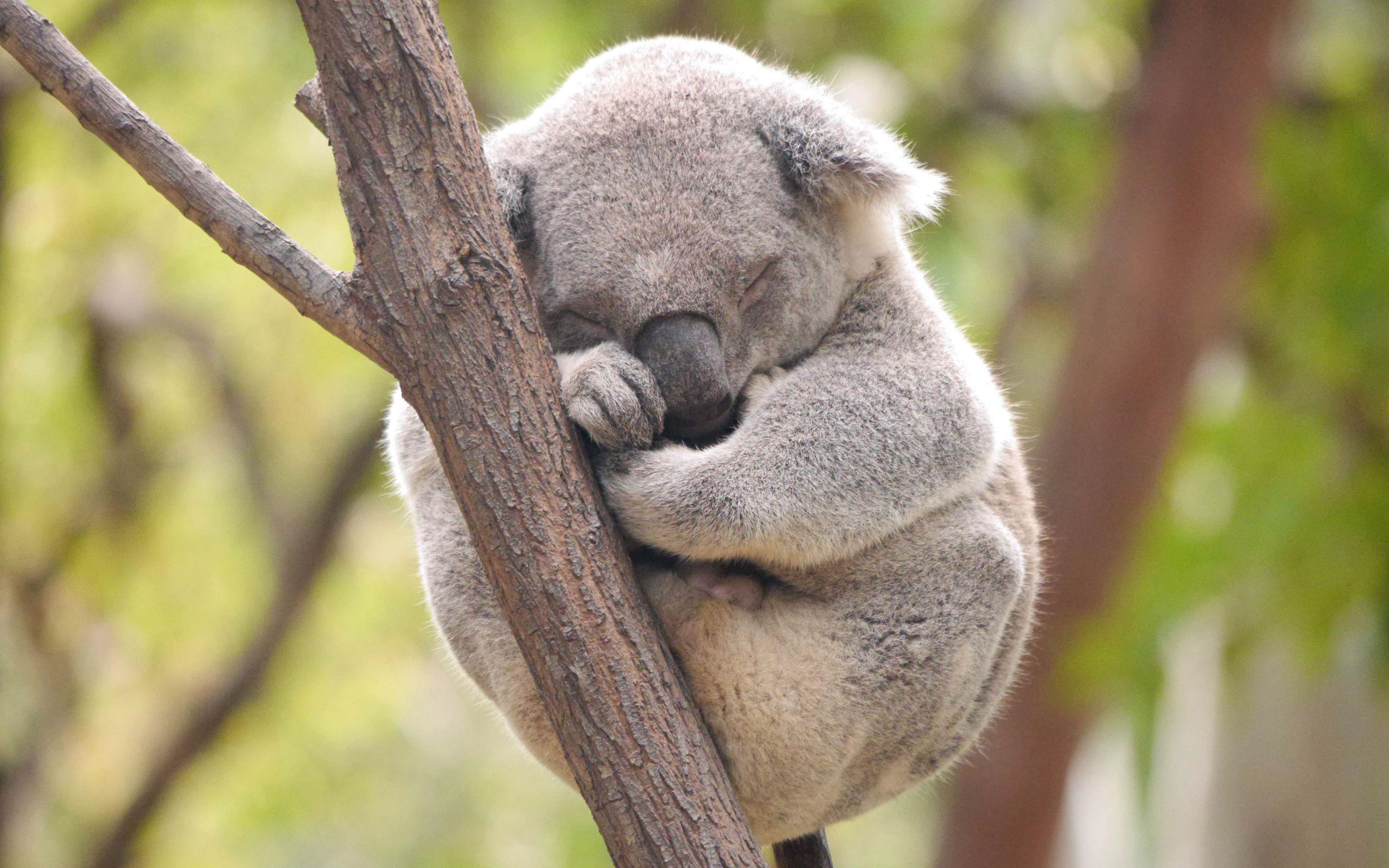 2560x1600 Koala HD Pics