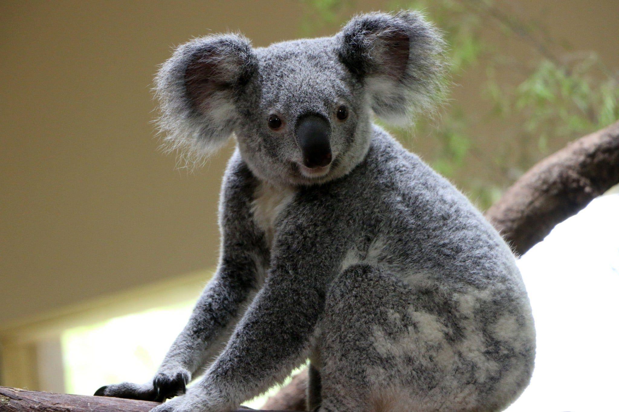 Коала где обитает на каком. Коала. Медведь коала. Лысая коала. Эндемики Австралии коала.