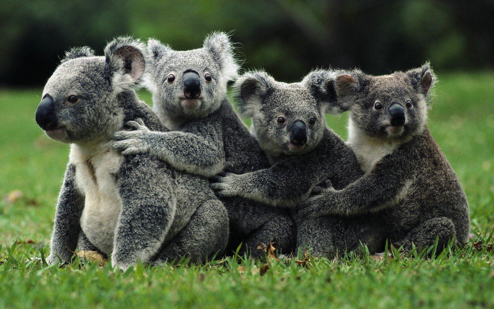 1920x1200 Koalas Wallpaper