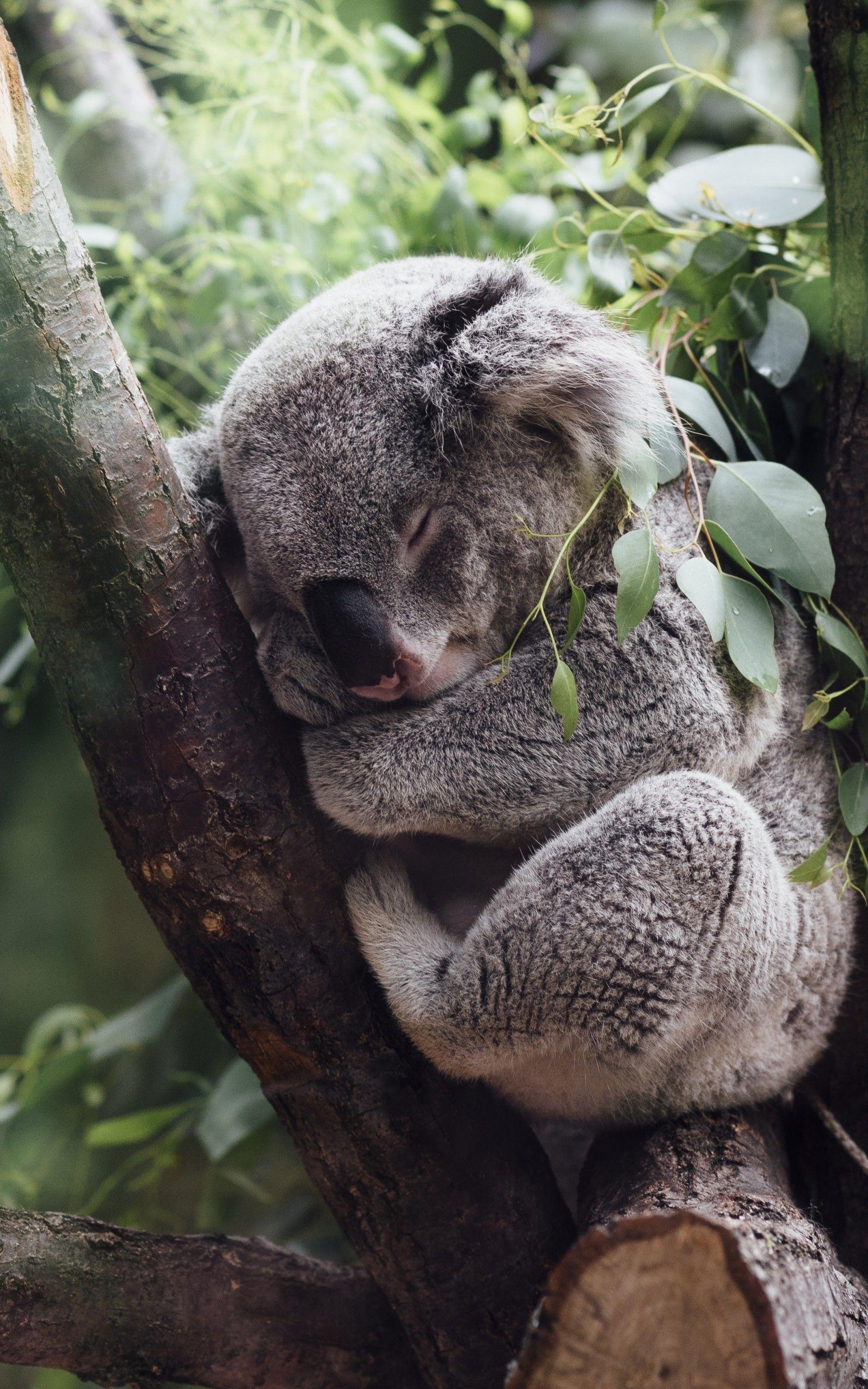 1600x2560 Download 1600x2560 Koala, Tree, Sleeping, Leaves, Branches