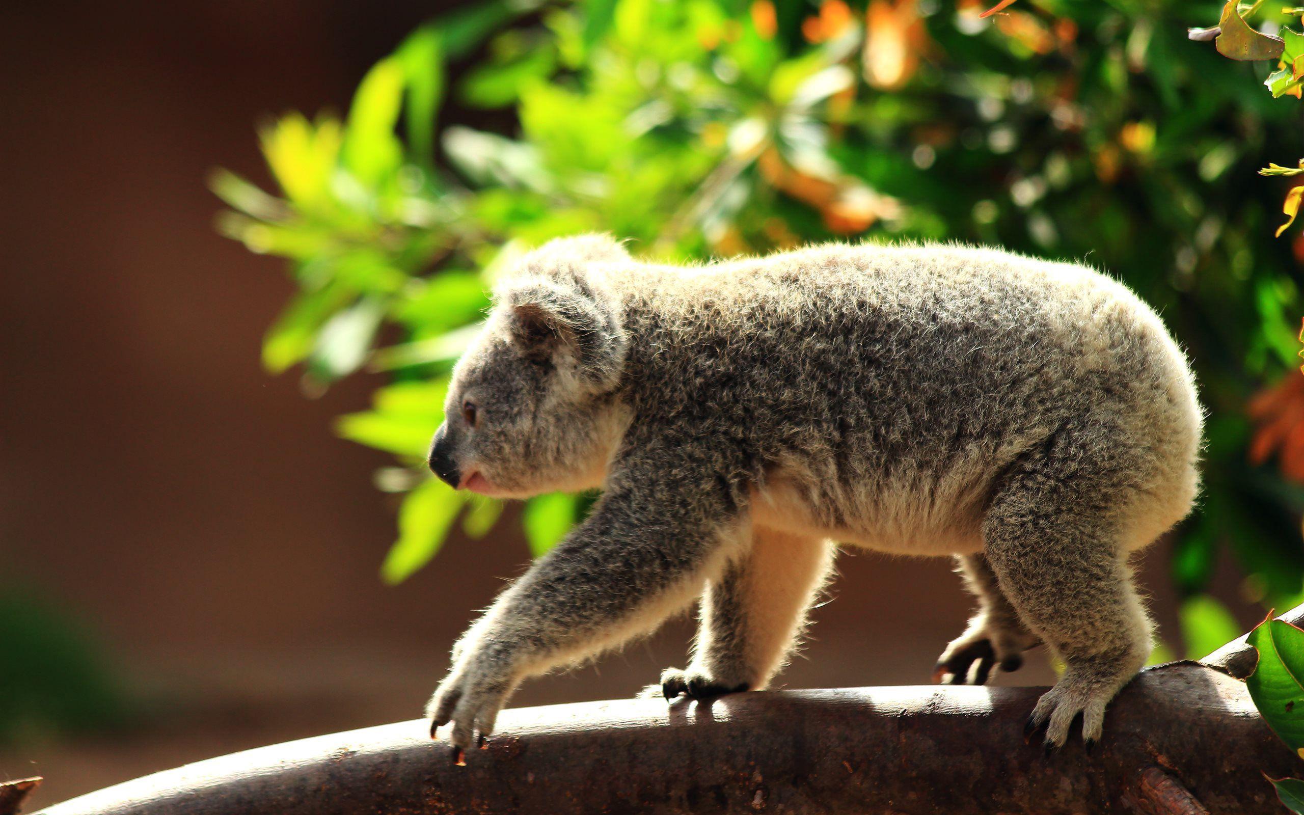 2560x1600 Koala Wallpaper