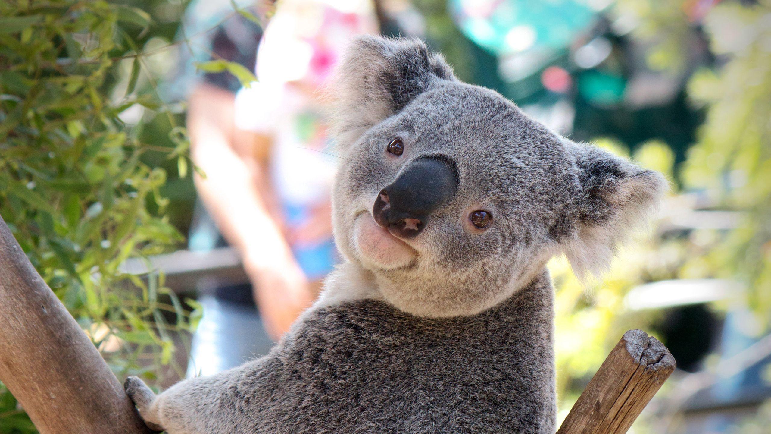 2560x1440 Download wallpaper 2560x1440 koala, animal, face, nose widescreen