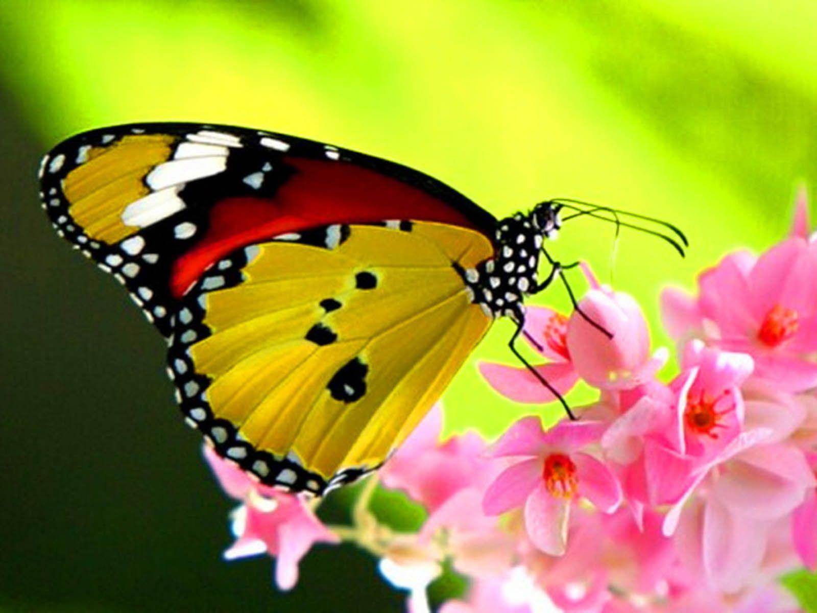 1600x1200 Beautiful Butterfly Wallpaper Desktop .