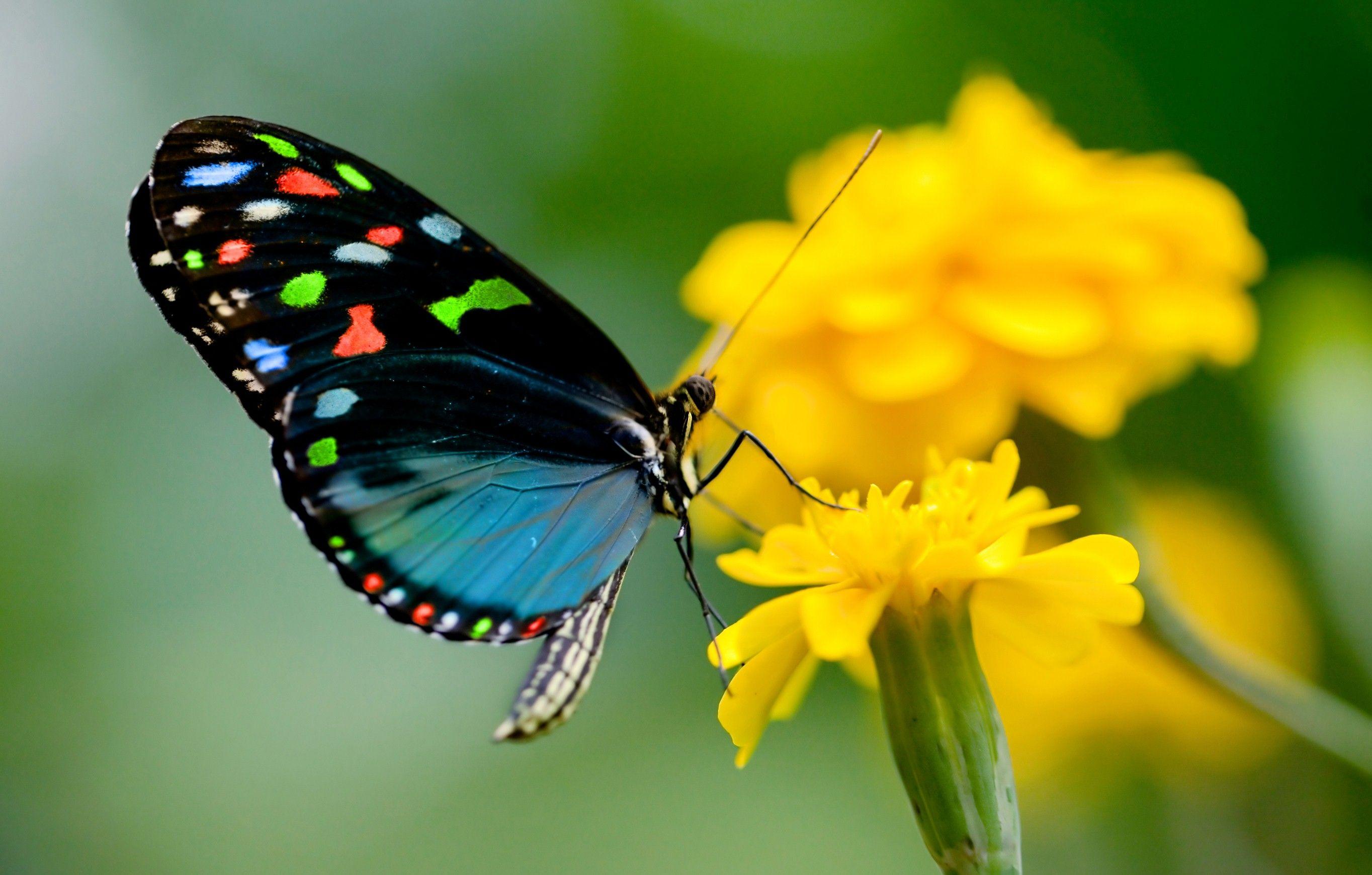 Butterfly on Yellow Flower HD Wallpaper | Background Image 