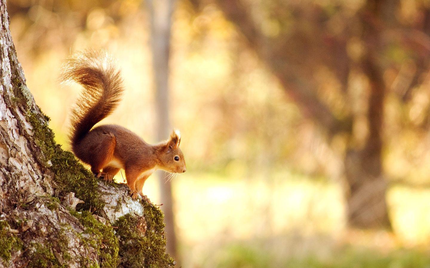 1440x900 Cute Squirrel MacBook Air Wallpaper Download