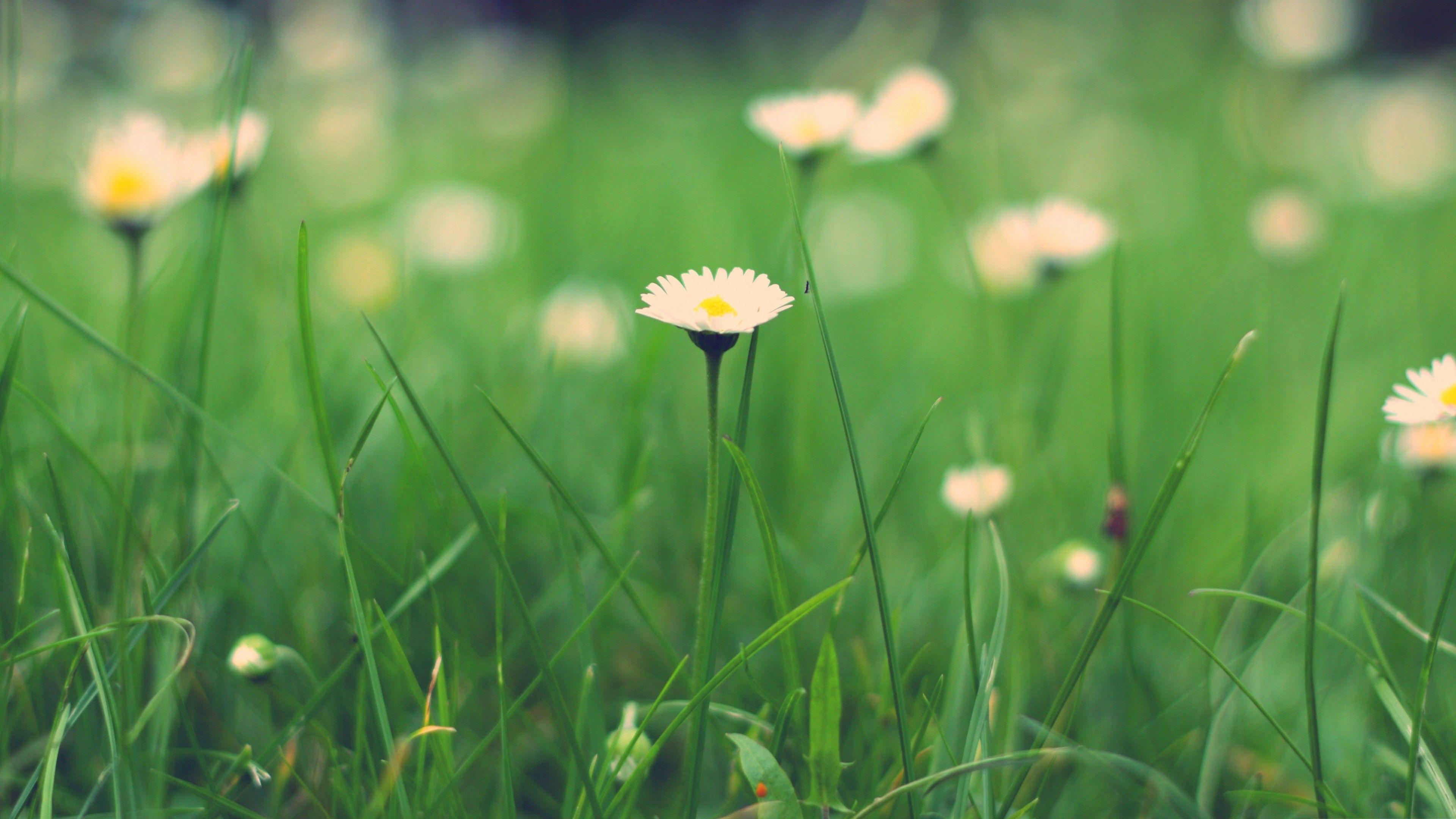 3840x2160 Wildflowers, 5k, 4k wallpaper, meadows, grass