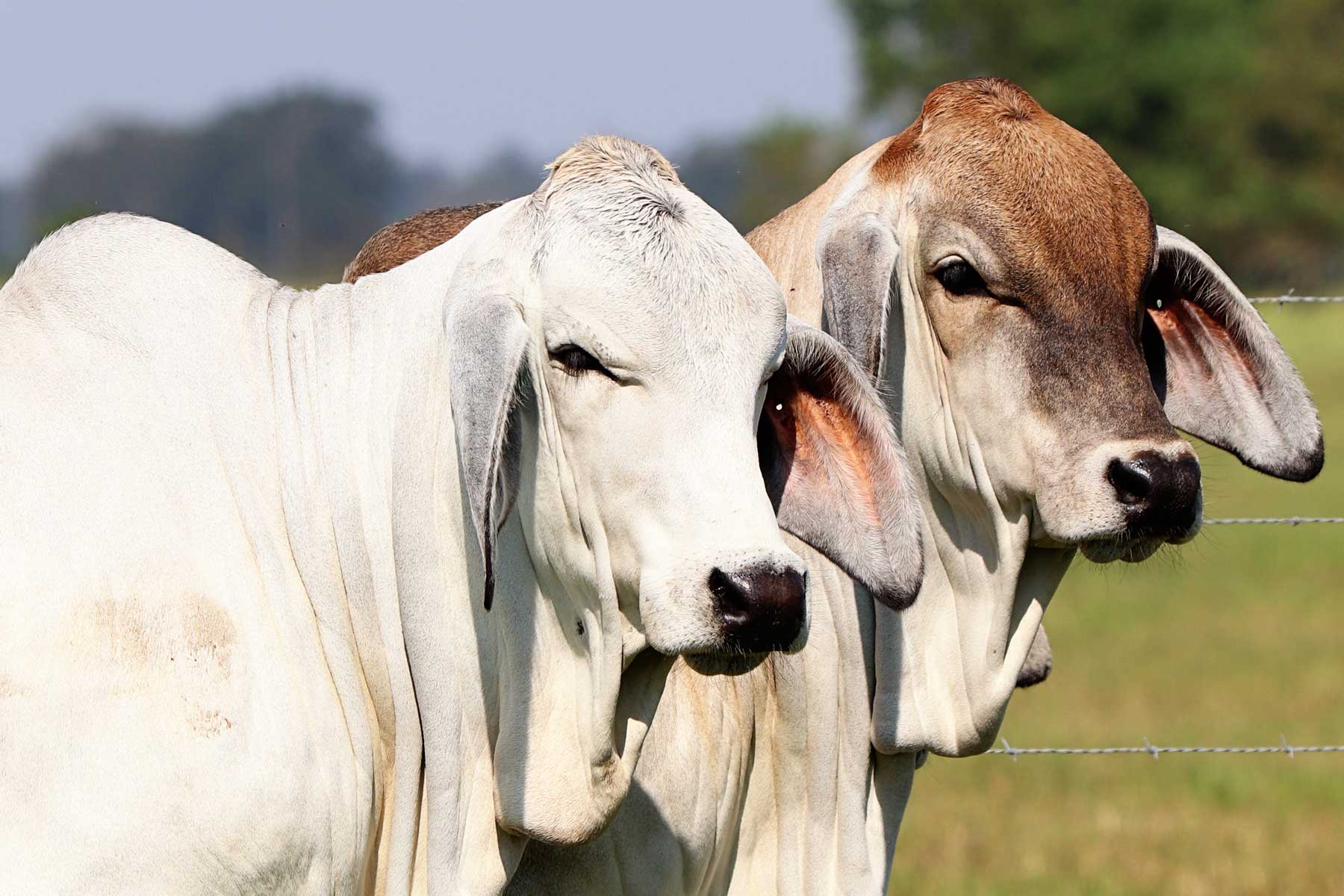 1800x1200 Brahman Cattle Photo Gallery