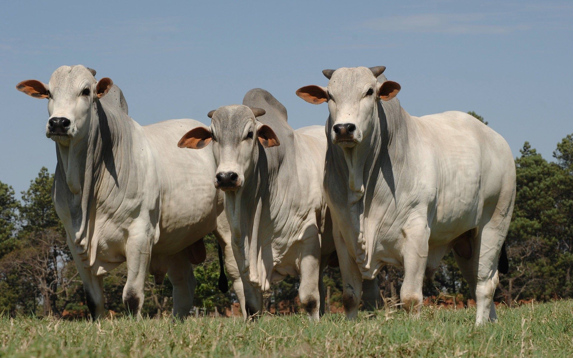 1920x1200 Brahman Bulls in HD Wallpaperx1200