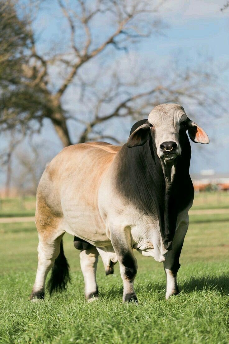 736x1104 Breeds of Cows the Beauty of Cattle. Image of brahman cattle, Brahma