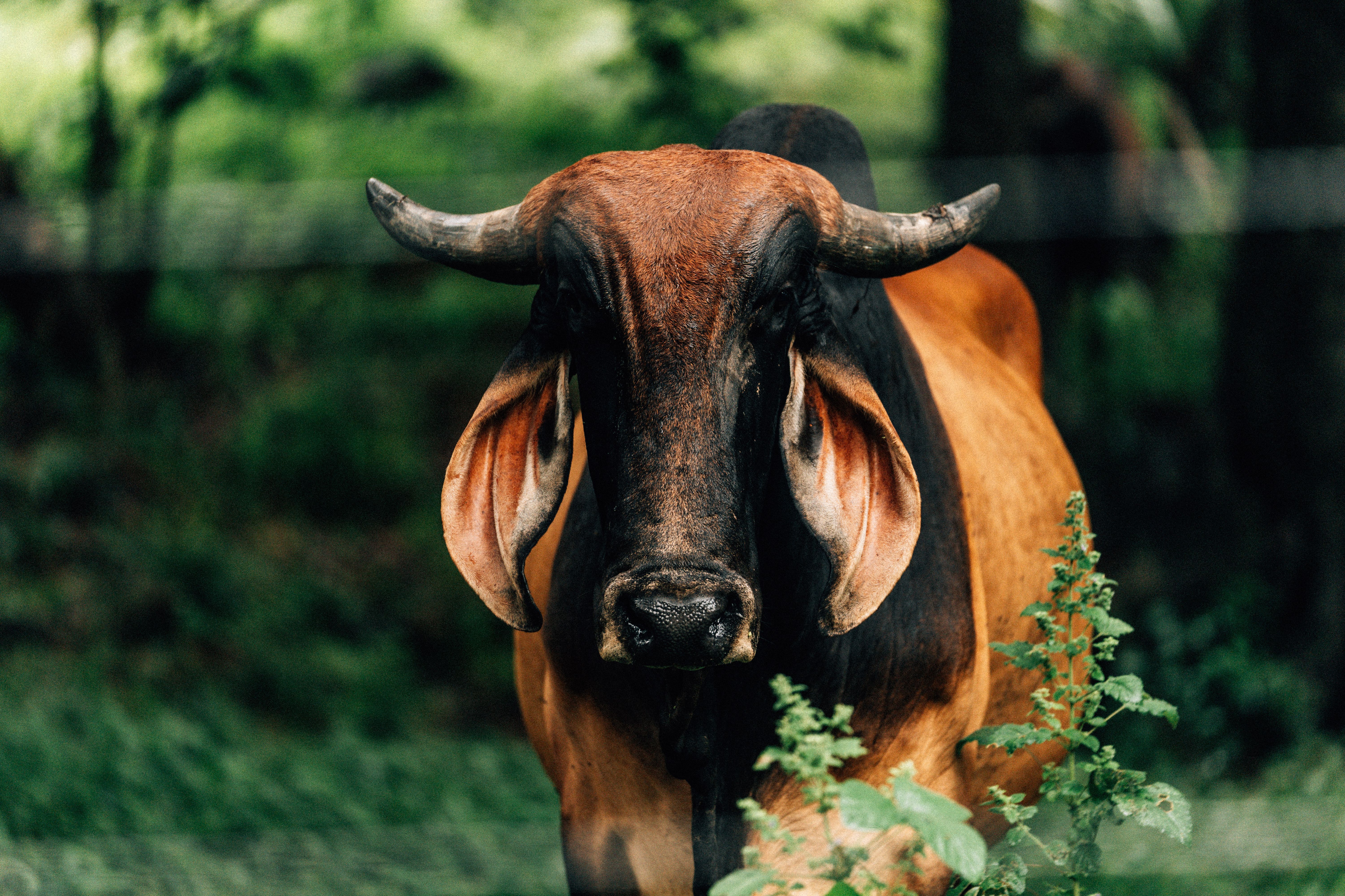 6000x4000 4k Wallpaper Of Brahman Photo, Download The BEST Free 4k Wallpaper Of Brahman & HD Image