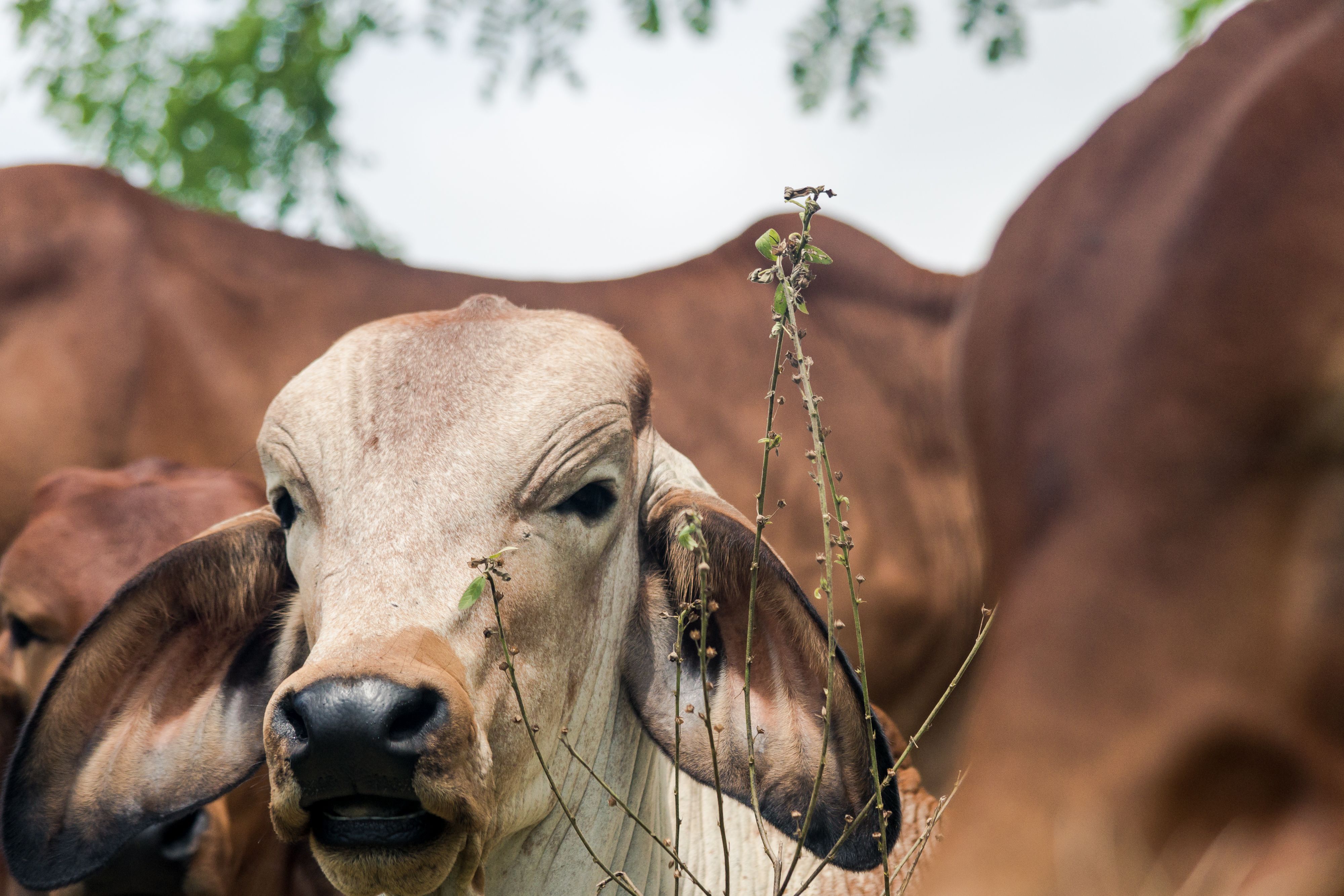 4000x2667 Cattle Brahman Photo, Download The BEST Free Cattle Brahman & HD Image