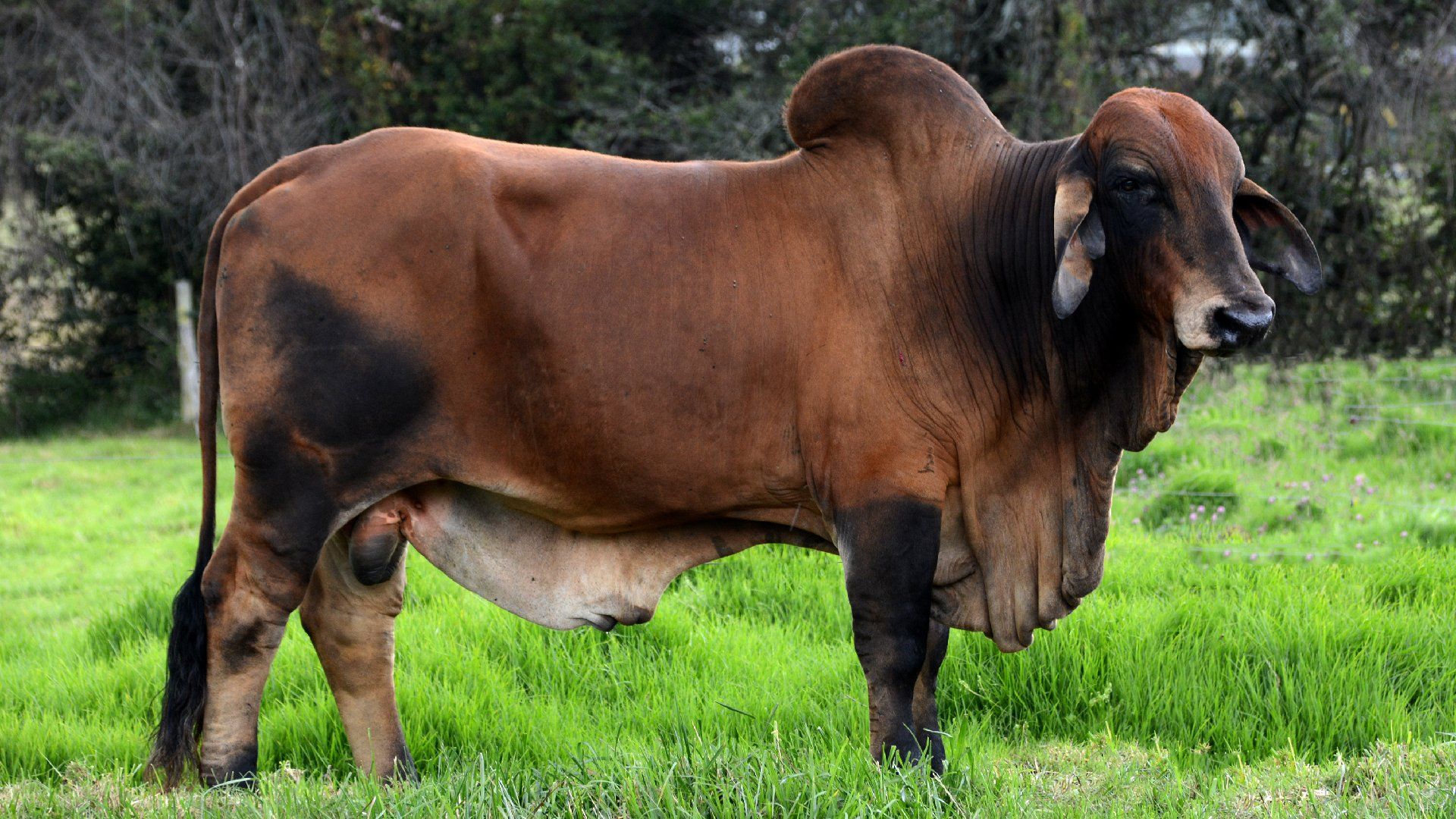 1920x1080 Brahman Bulls