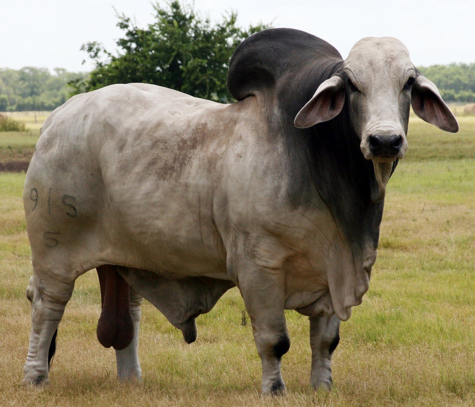 1600x1372 Brahman Cow Wallpaper