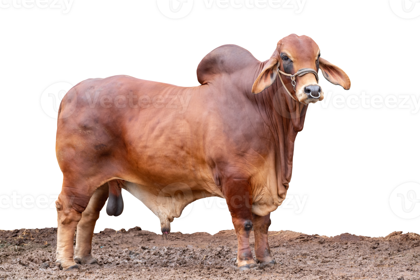 1470x980 Beef cattle breeder, american brahman red on the ground, Brahman Cow isolated on transparent background, PNG File 24212069 PNG