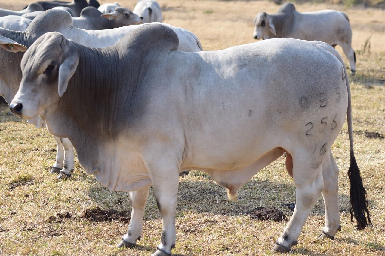 1280x853 Free Brahman Bulls & Bull Image