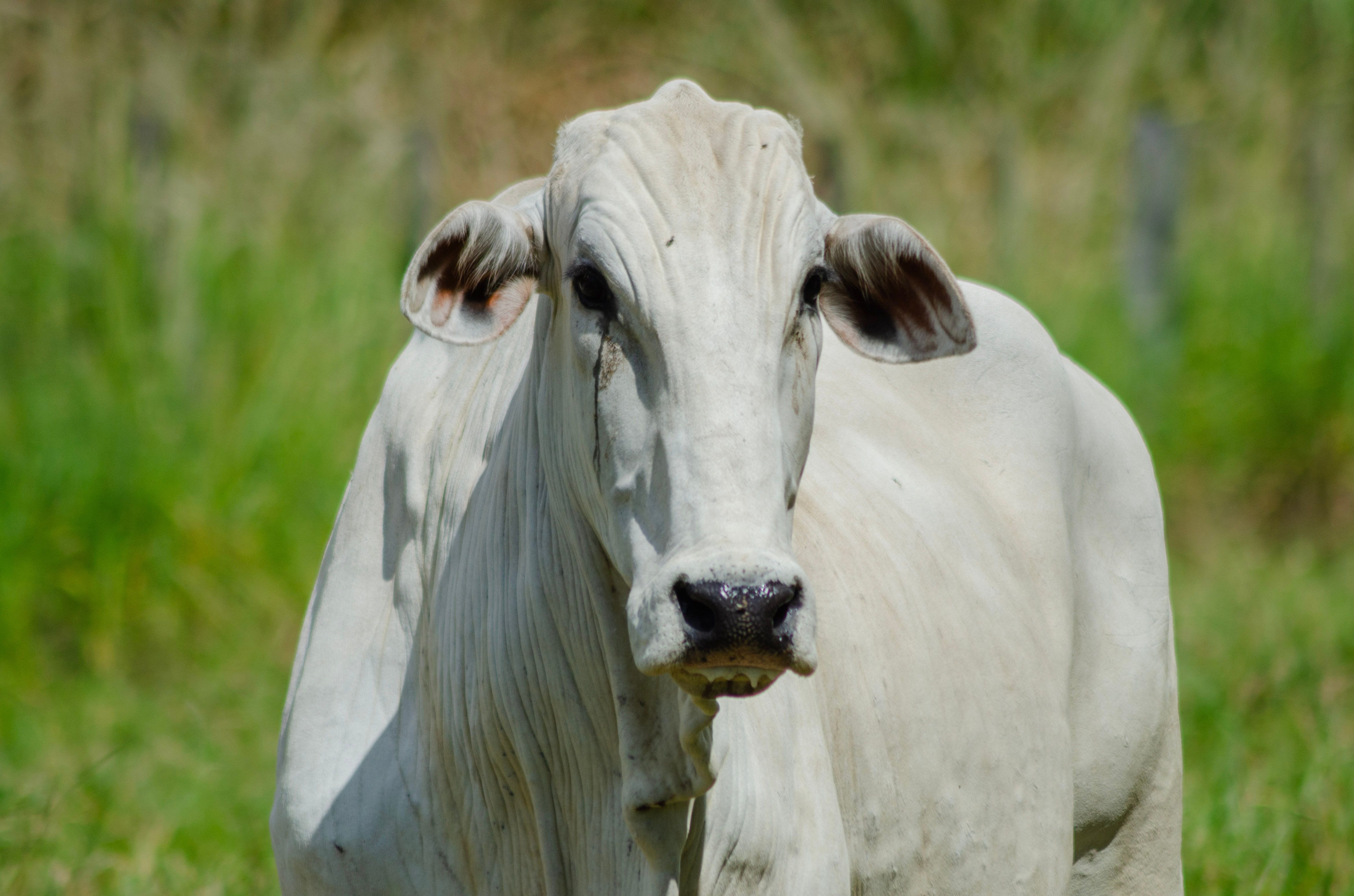 4688x3104 4k Wallpaper Of Brahman Photo, Download The BEST Free 4k Wallpaper Of Brahman & HD Image