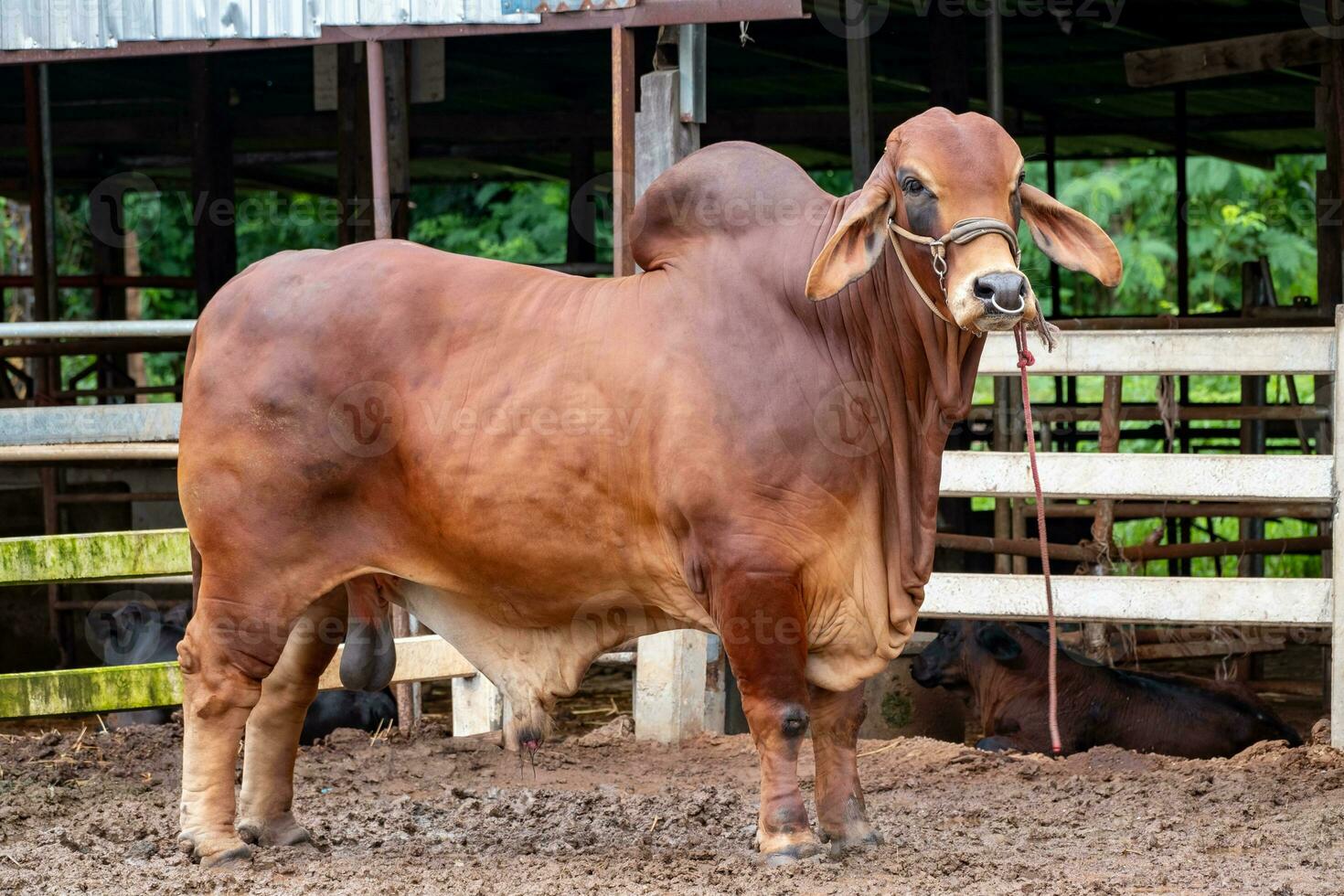 1470x980 Beef cattle breeder, american brahman red on the ground in the fram, Big male brahman cow