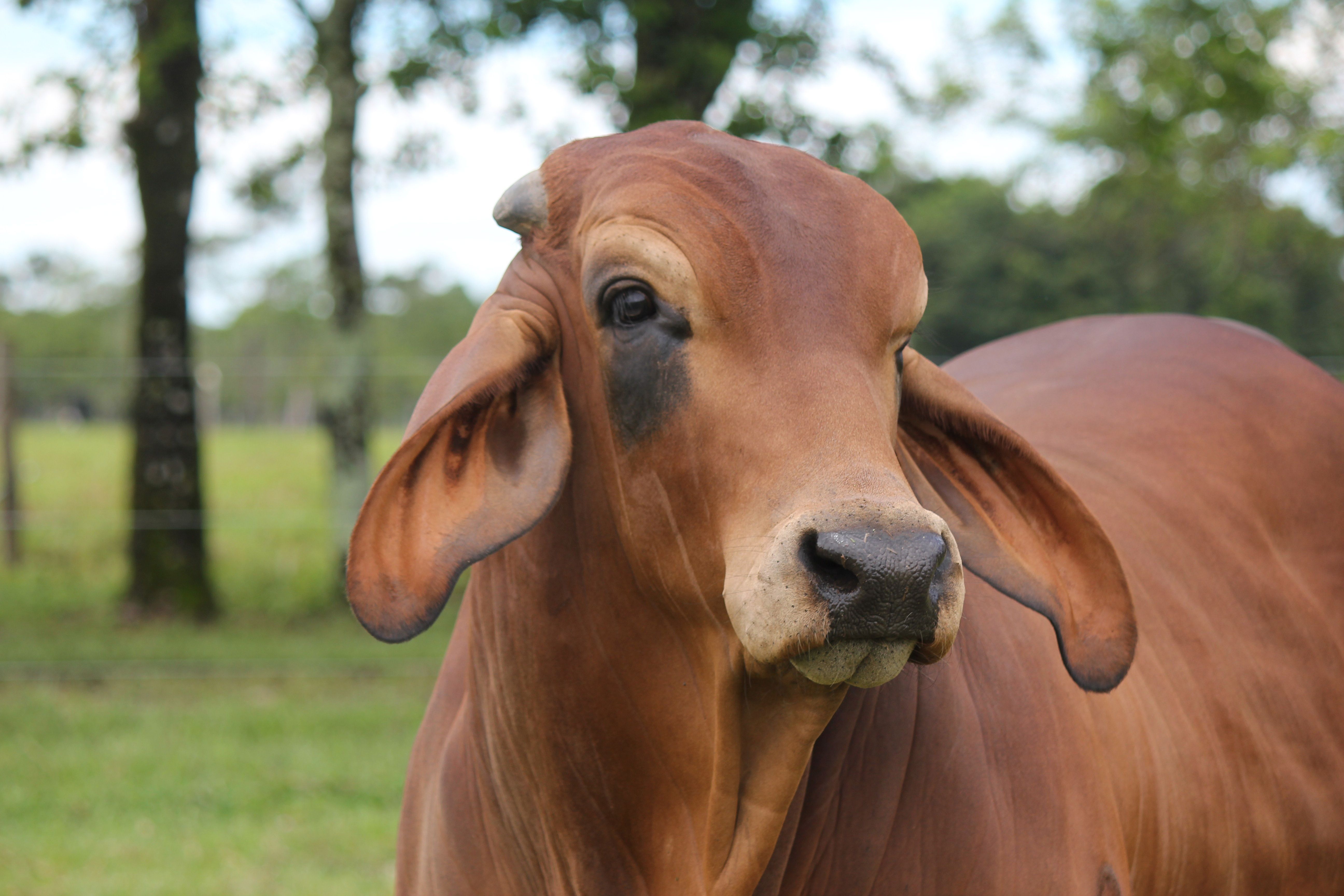 5184x3456 Brahman Breed Photo, Download The BEST Free Brahman Breed & HD Image