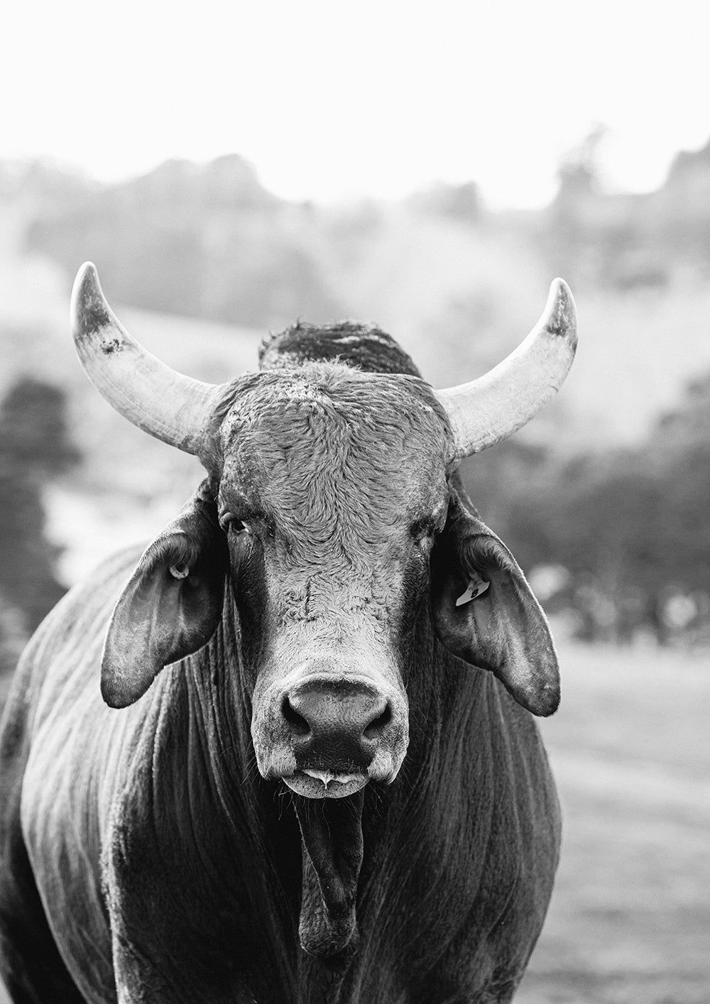 1000x1414 Set of 2 -Brahman Cattle