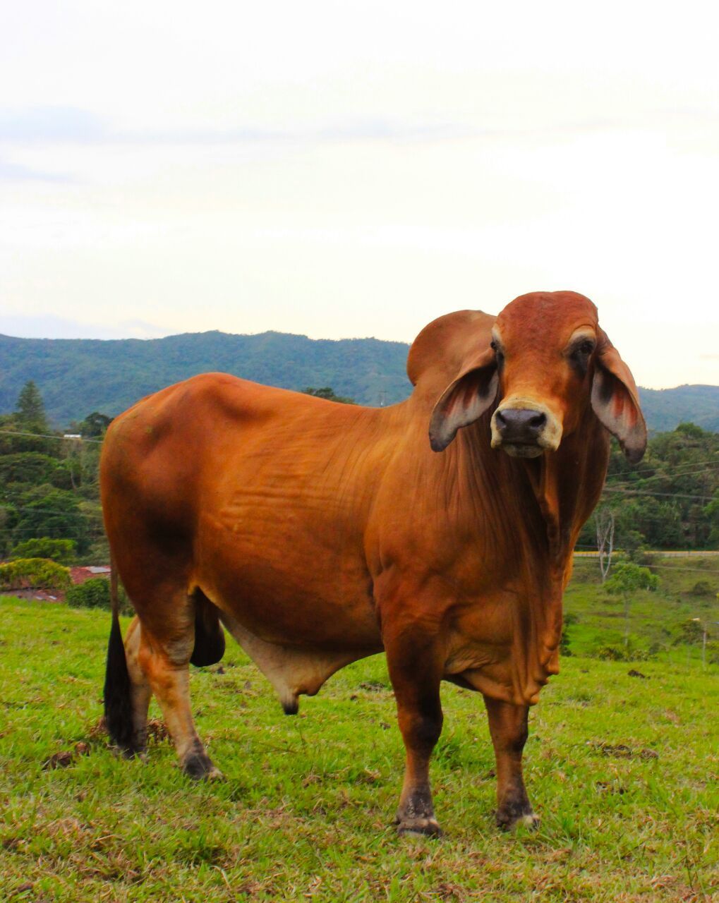 1019x1280 Discover 68 Farm Ranch Bulls Brahma Cow Calves Guzerat Indu Zebu Spanish And Black Brahman Bull Ideas. Brahman Bull, Black Brahma Bull, Brahma Bull Picture And More