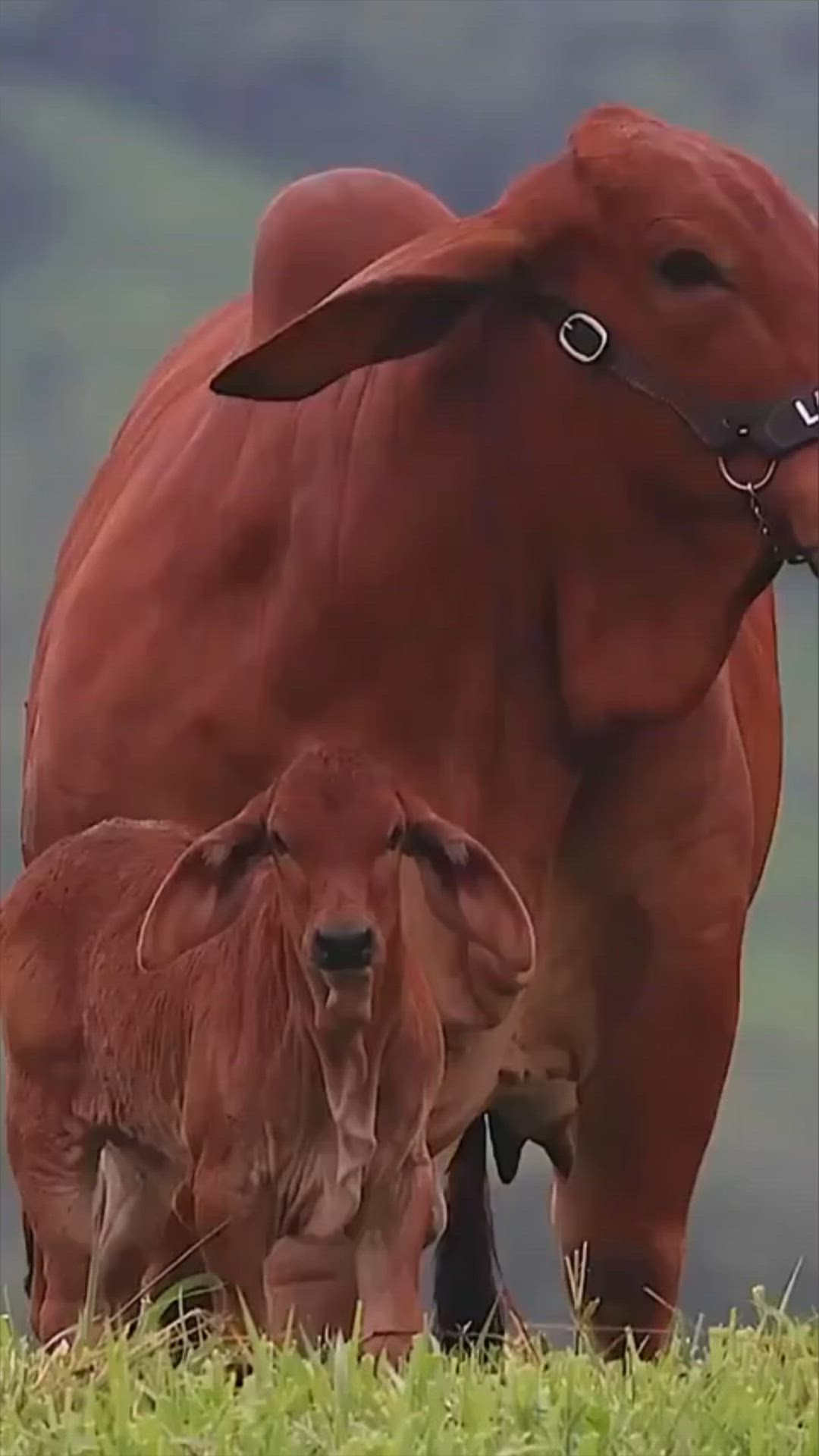 1080x1920 Red Brahman cattle