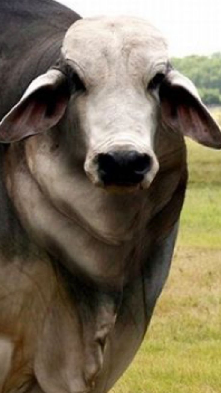 736x1309 Brahman