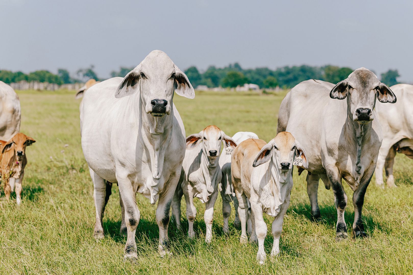 1619x1080 Everything You Want to Know About Brahman Cattle