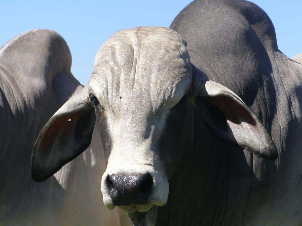 1024x768 Structural evaluation of the Brahman