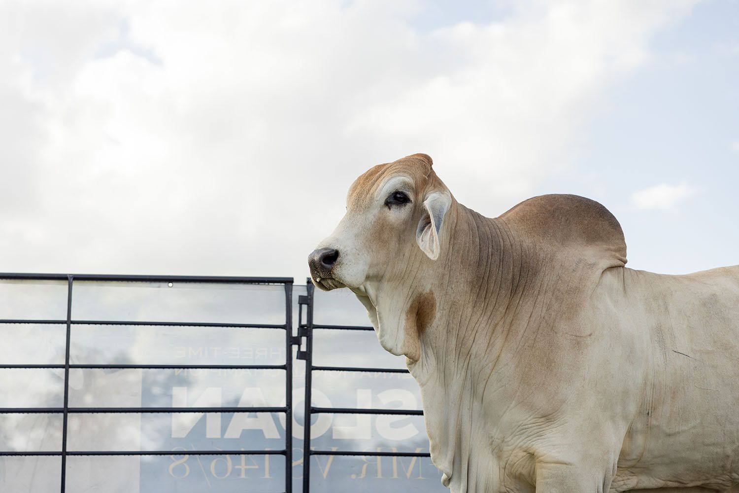 1500x1000 Visit A Top Brahman Bull & Brahman Cow Ranch