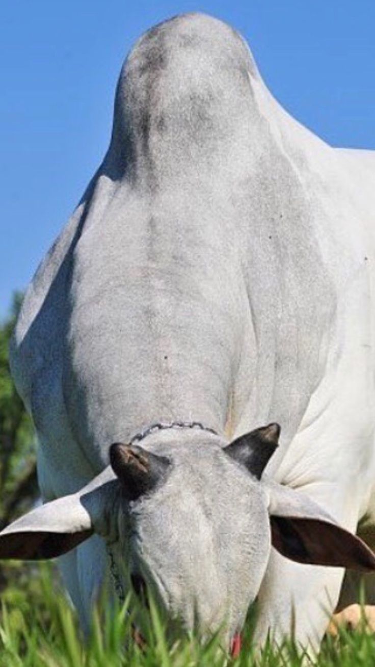 736x1309 White Cow Grazing in the Grass. Brahman cattle photography, White brahman cow in field, Brahman